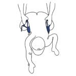Sportsheets Pivot Deluxe Strap - Versatile Bondage Accessory for Ultimate Pleasure - Image 4